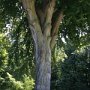 Trädgården viv Sanssouci